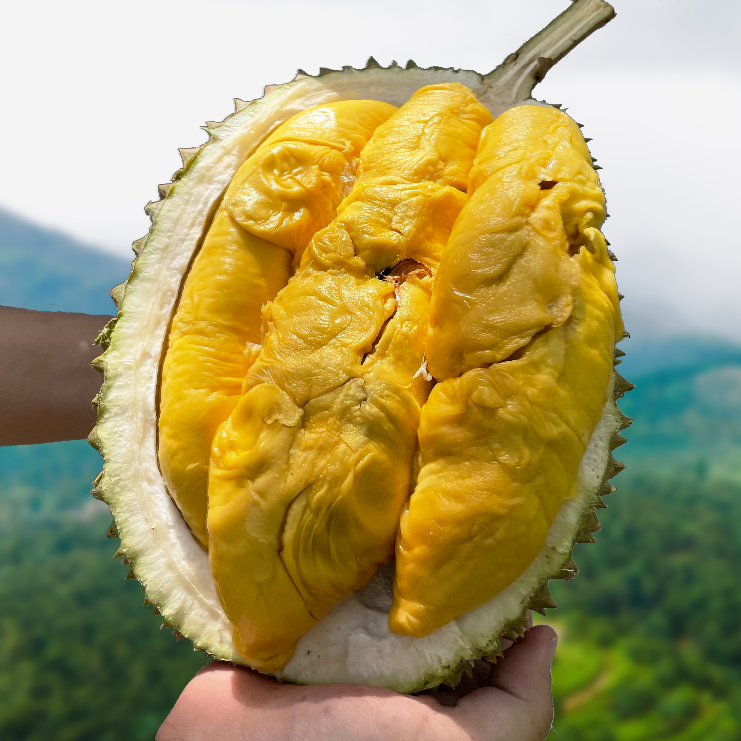 ⭐ Leaf Black Gold MSW Durian (800g Box - All Meat)