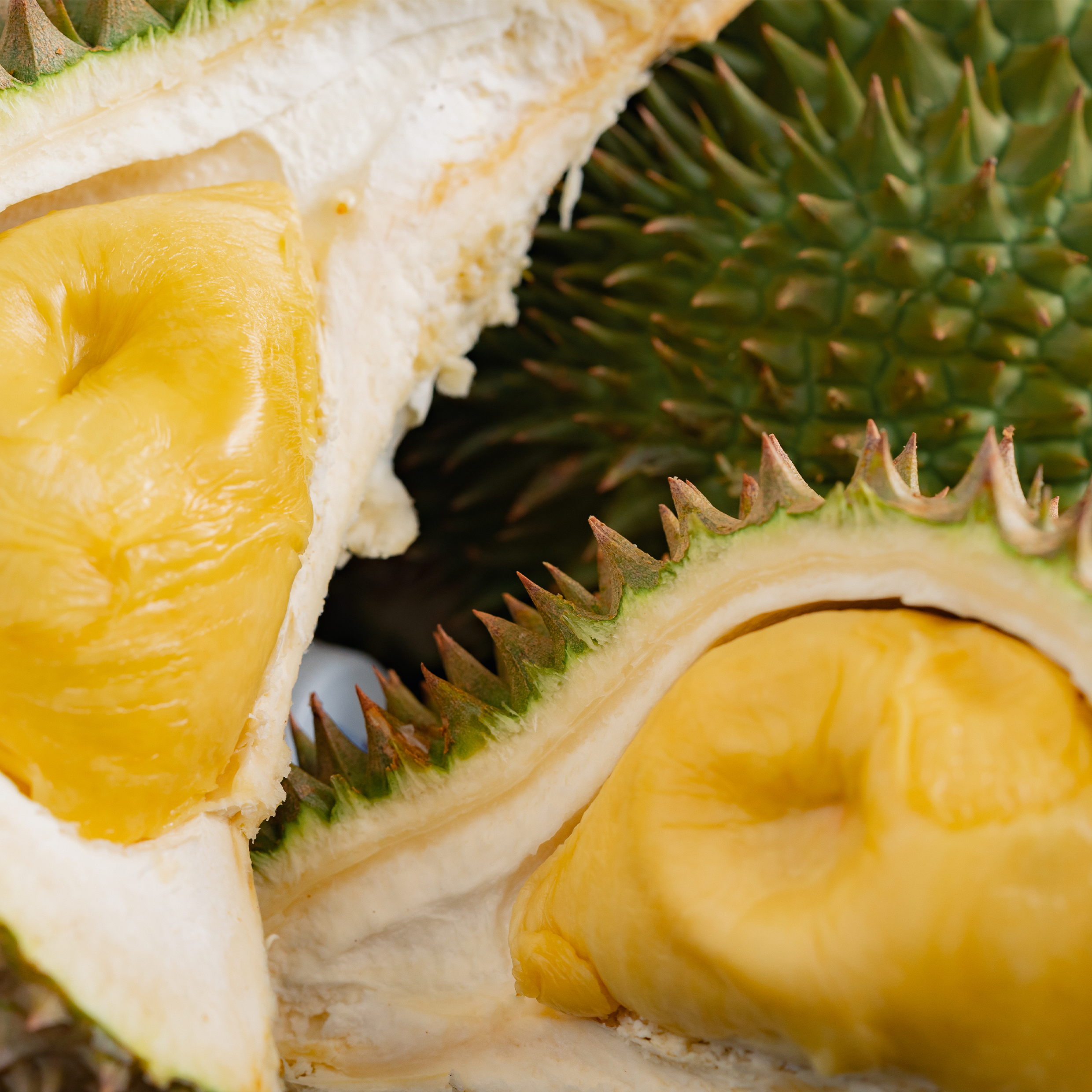 Alternative view of Leaf D24 Durian