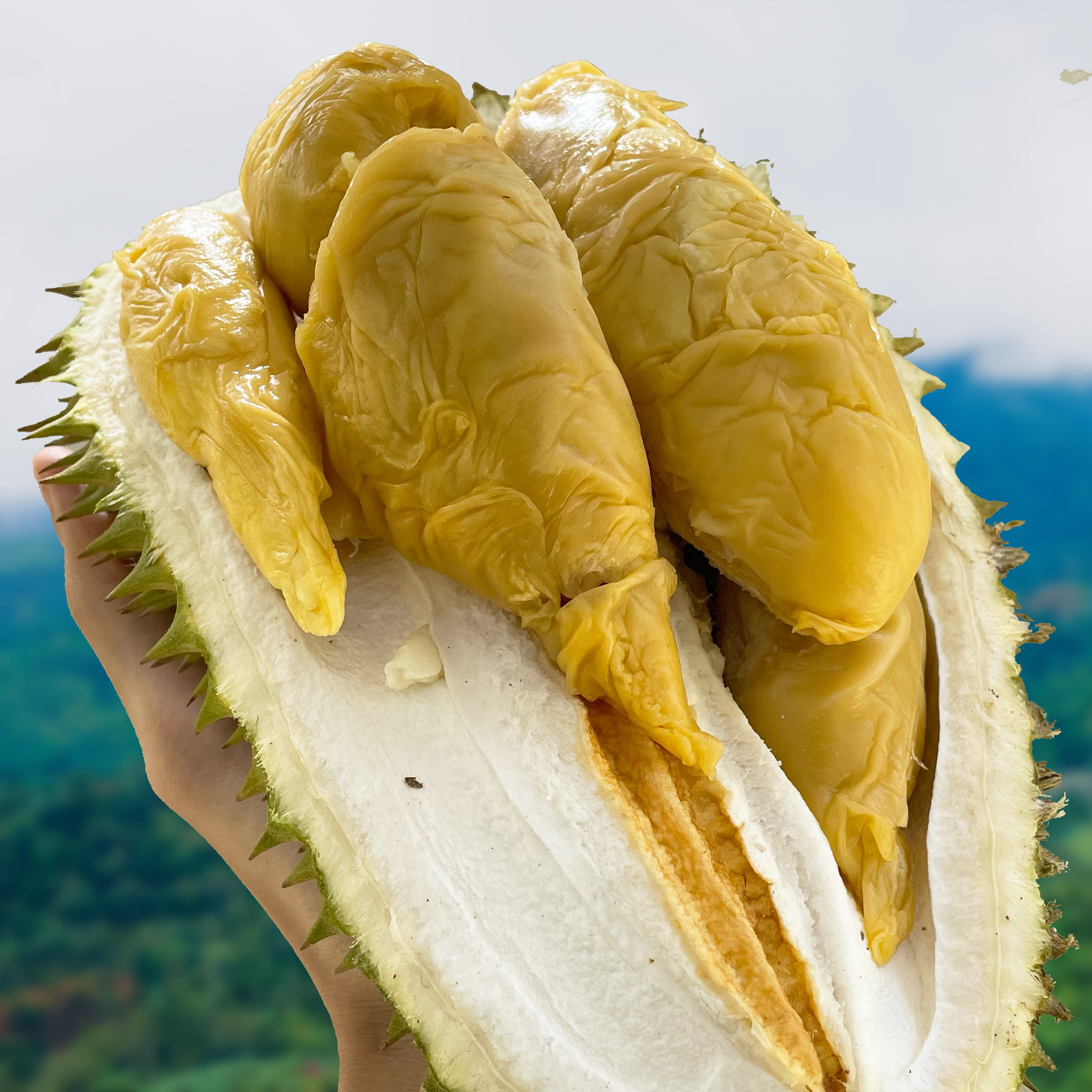 Leaf Tekka Durian