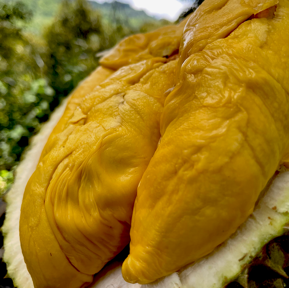 Alternative view of ⭐ Tiger Black Gold Durian (800g Box - All Meat)