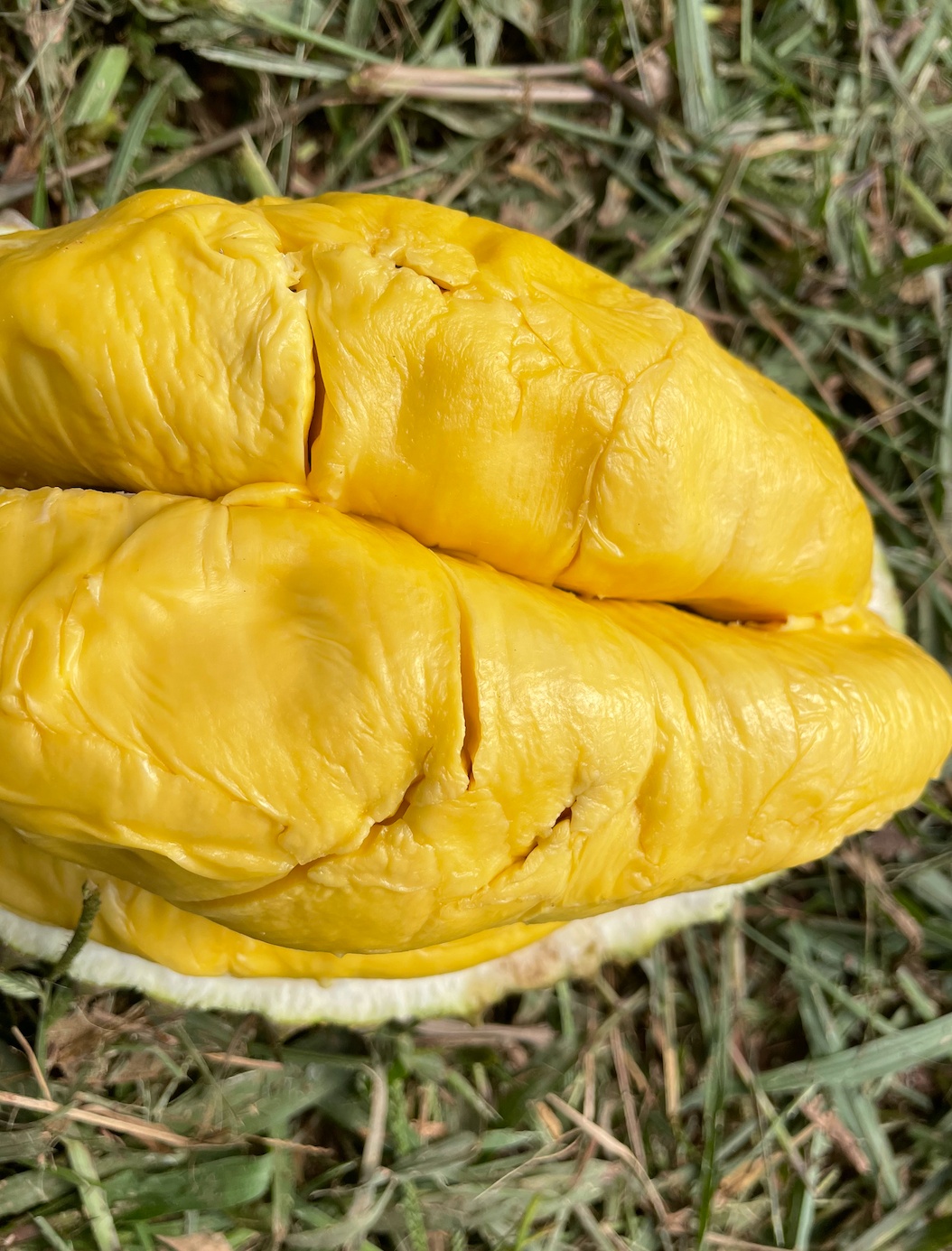 Alternative view of ⭐ Normal MSW Durian // Non-Mountain Harvest (800g Box - All Meat)