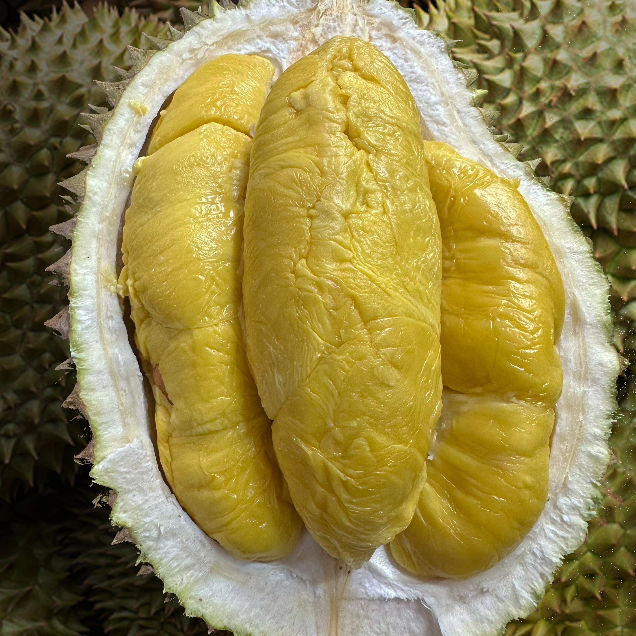 ⭐ Normal MSW Durian // Non-Mountain Harvest (800g Box - All Meat)